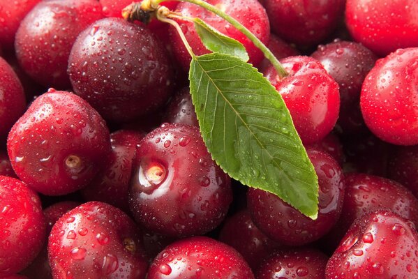 Un tas de cerises mûres mouillées