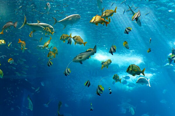 Bancs de poissons sous l eau de l océan 