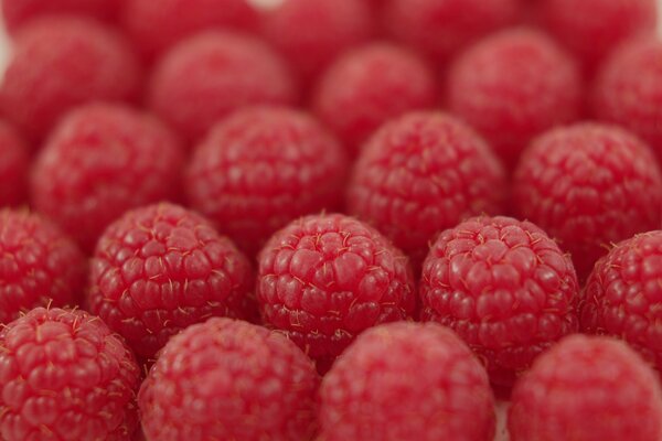 Aujourd hui, nous avons collecté des framboises en vente et les avons rangées pour ne pas froisser