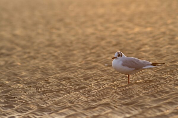 Oiseau mouette sur le sable