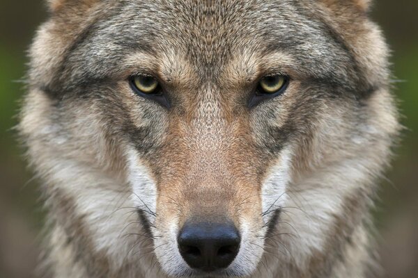 Le loup est un prédateur. Un regard vif. Museau du loup