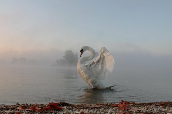 Cygne flottant dans la mer brumeuse