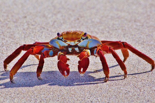 Crabe coloré sur le sable