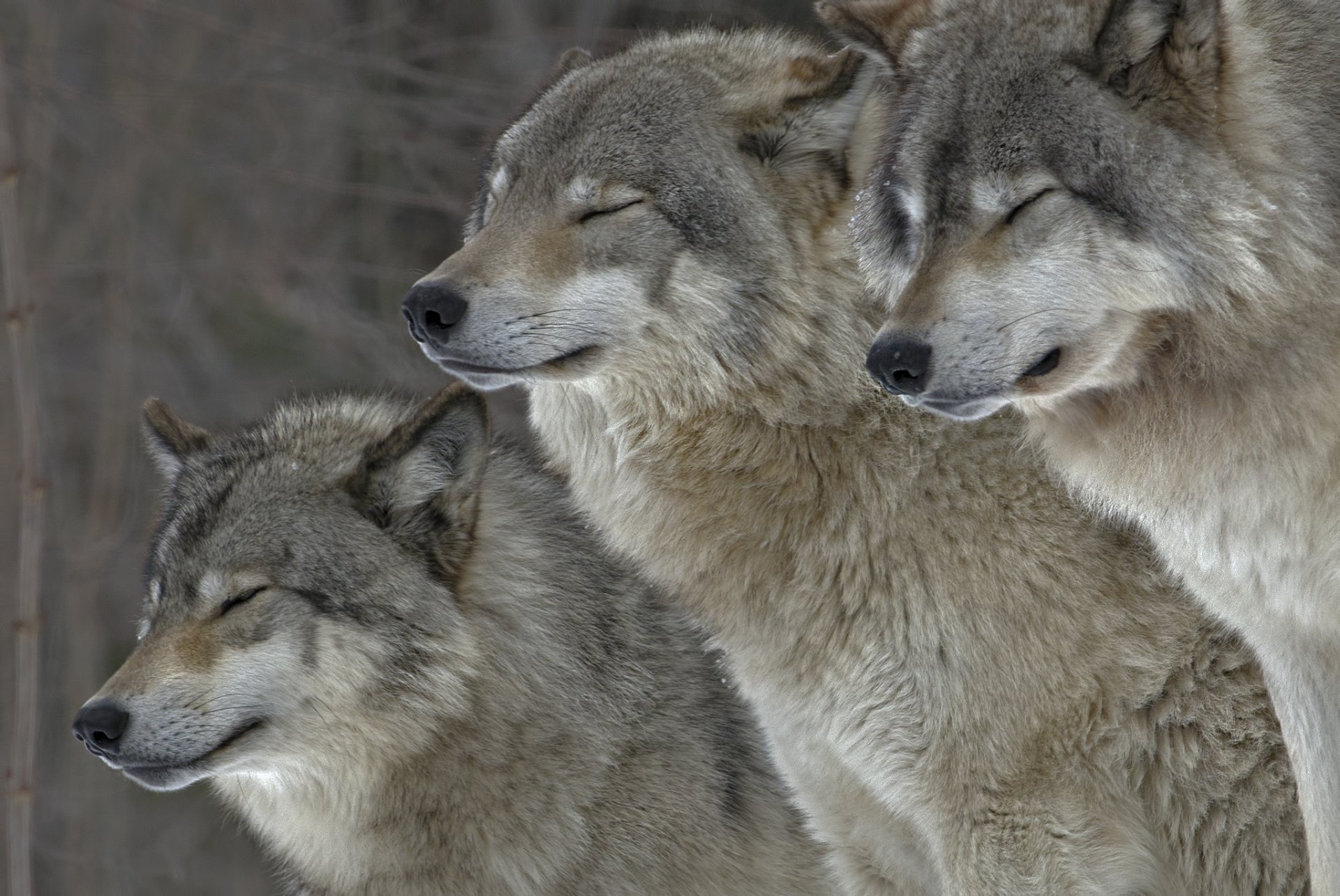 animaux loups fourrure nature