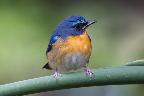 Drôle bel oiseau sur une branche