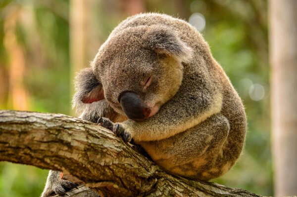 Koala dort doucement sur une branche