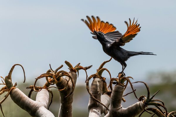 Oiseau battant des ailes sur une plante