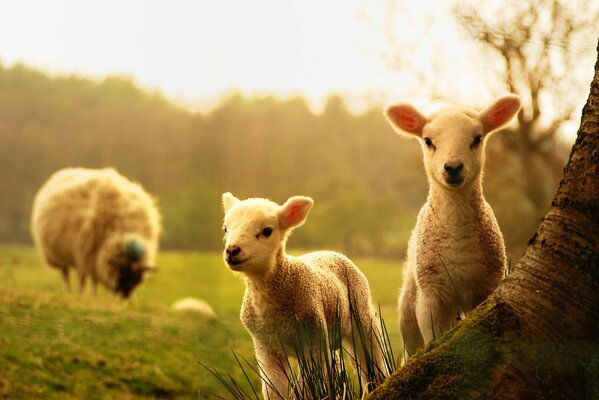Mouton et deux agneaux dans la nature