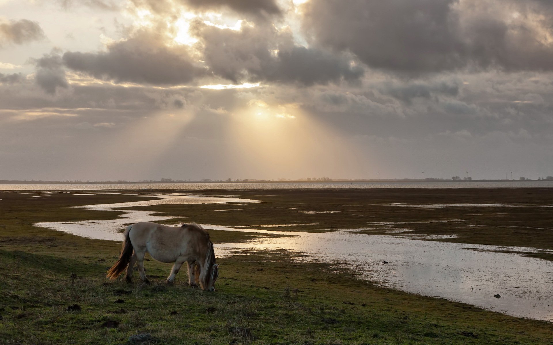 cheval champ rayons nature