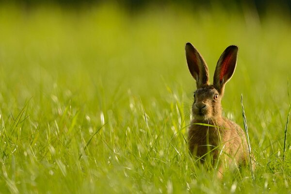 Lièvre à oreilles caché dans l herbe, l été