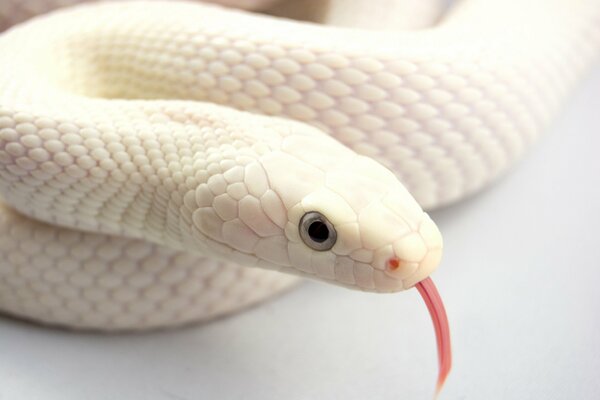 Serpent albinos a montré la langue