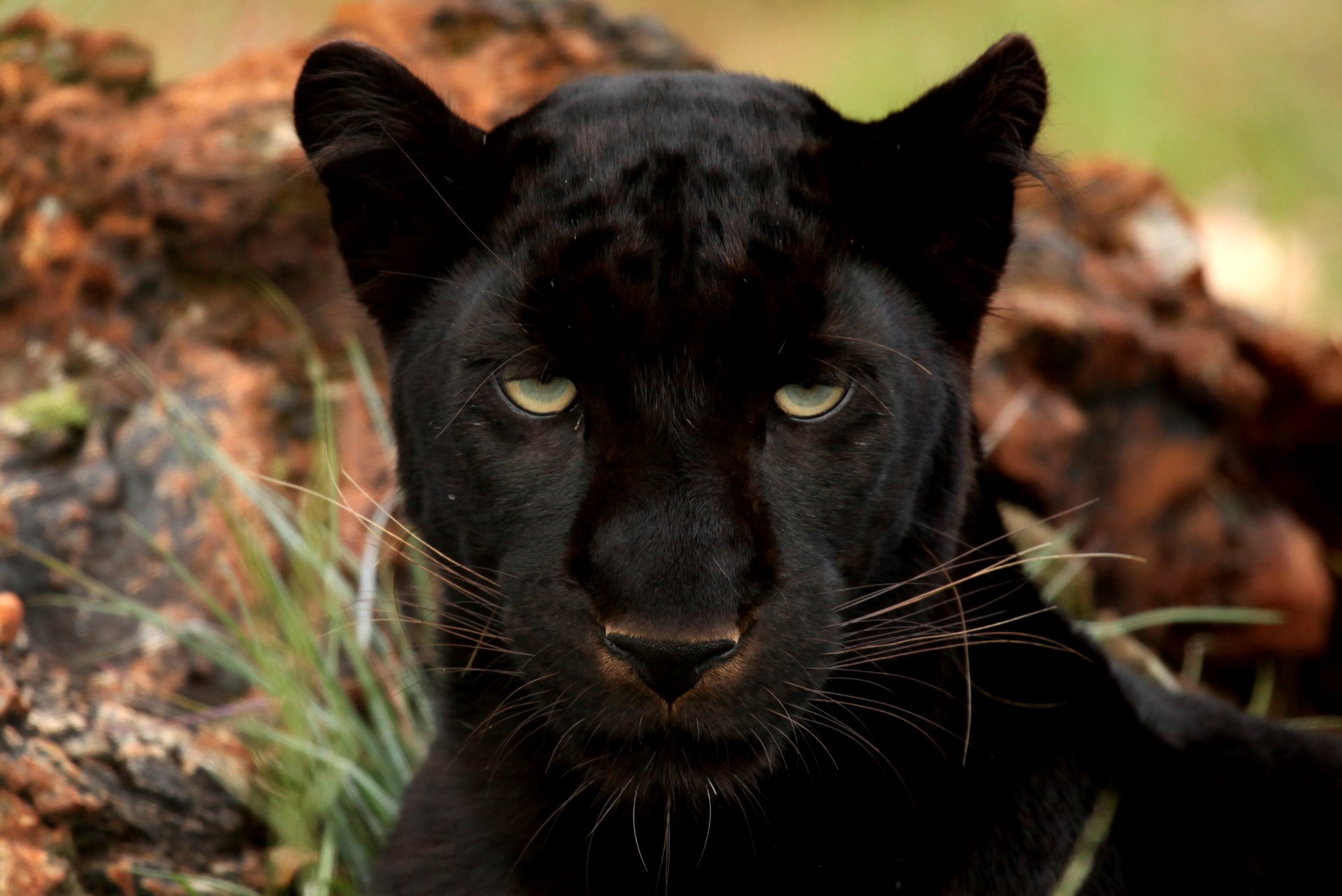 panthère yeux grand chat