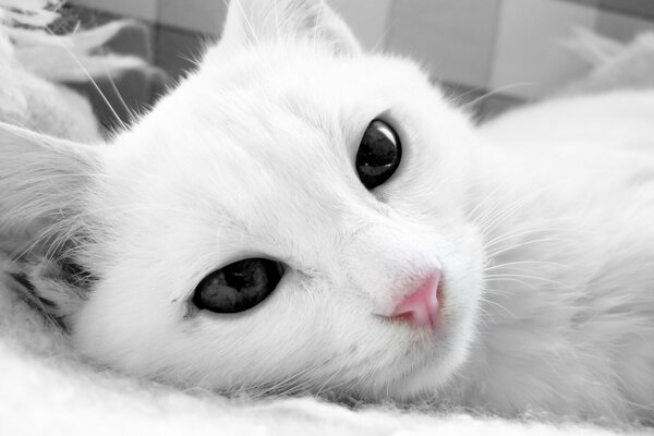 Chat blanc avec des yeux sombres