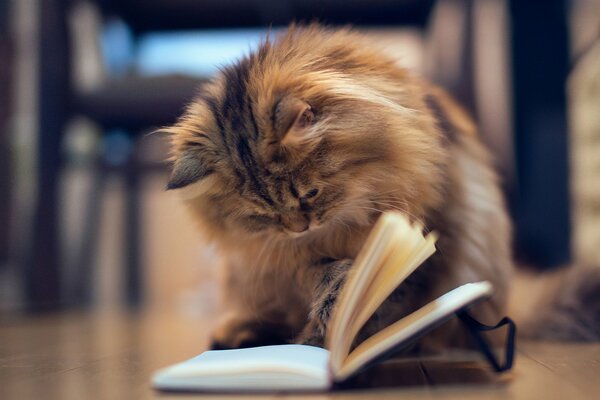 Un chaton curieux lit un livre