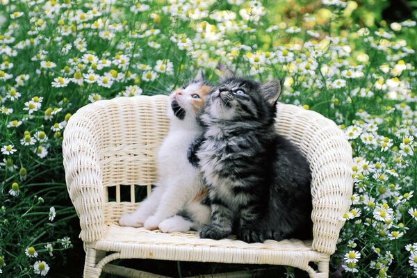 Deux chatons sur une chaise dans le jardin