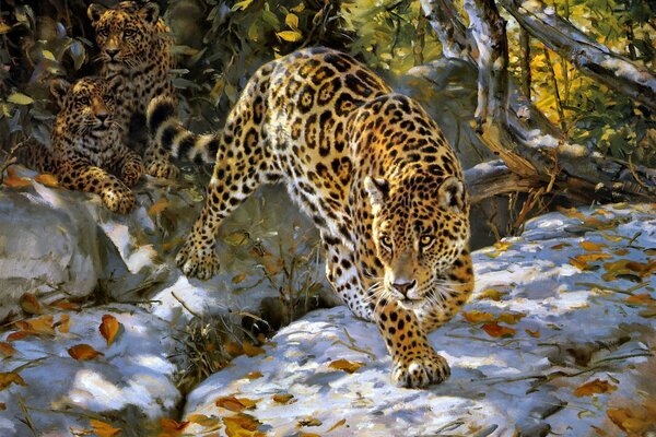 Jaguar à l automne prêt pour le saut
