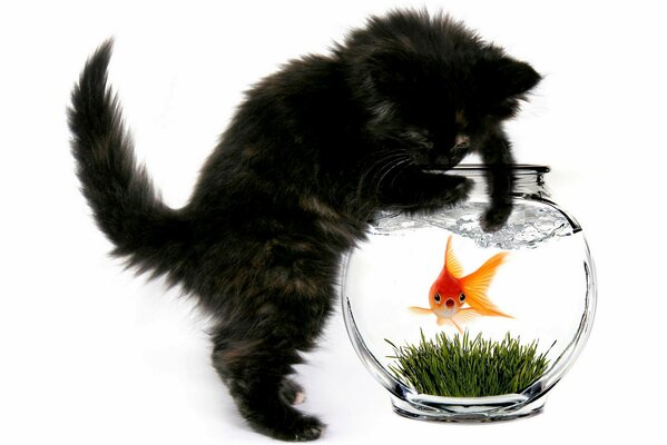 Chat avec poisson rouge dans l aquarium