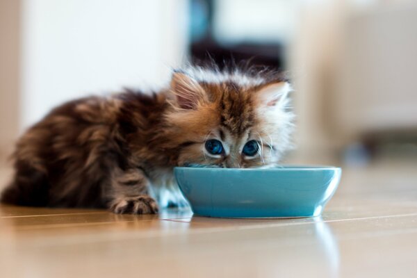 Chaton boit du lait dans un bol