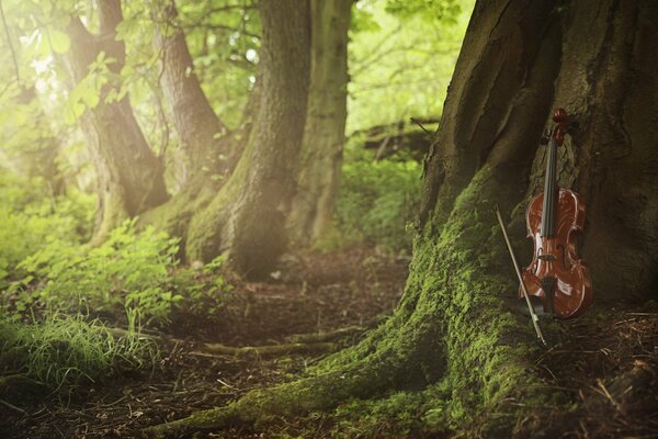 Violon près de l arbre dans la forêt verte