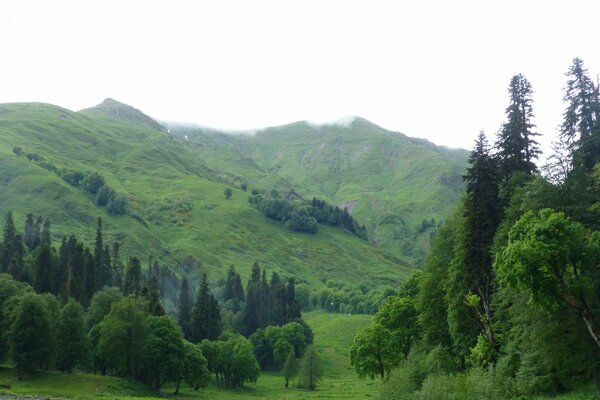 Collines verdoyantes avec des arbres