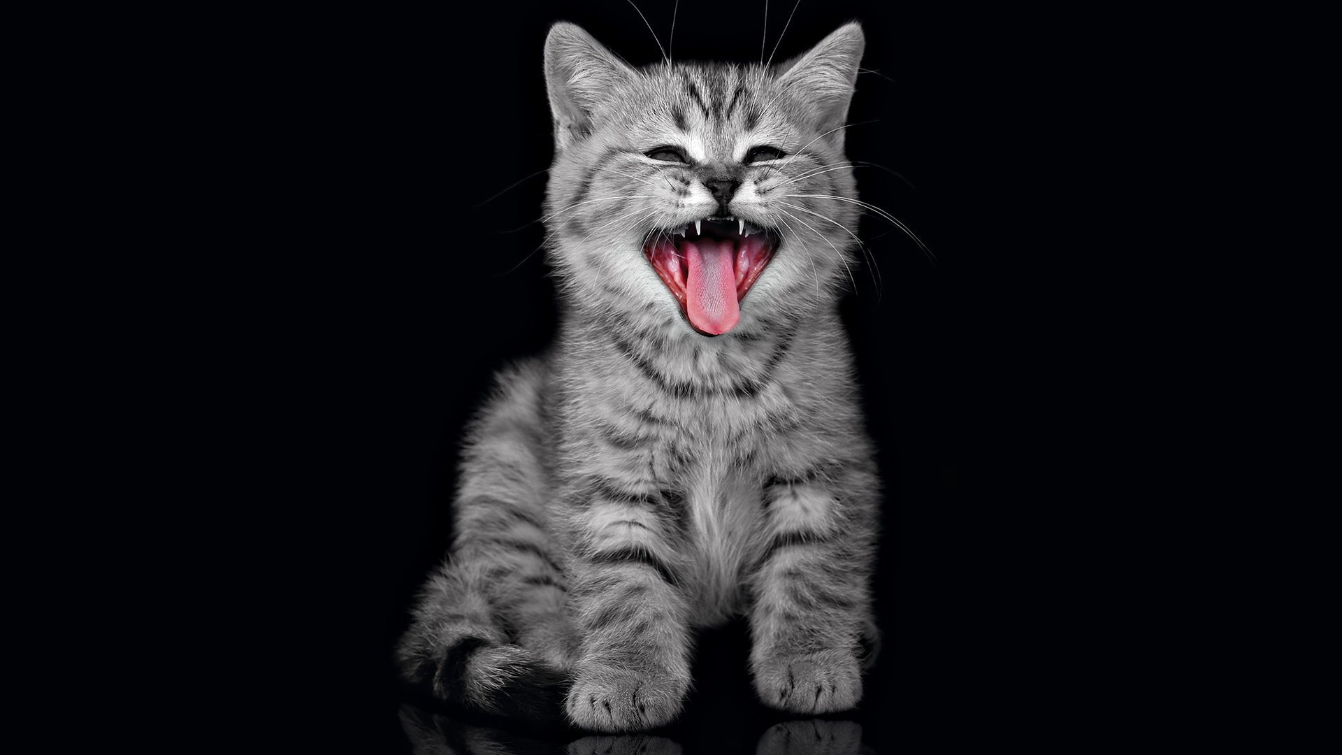 chat chaton crier