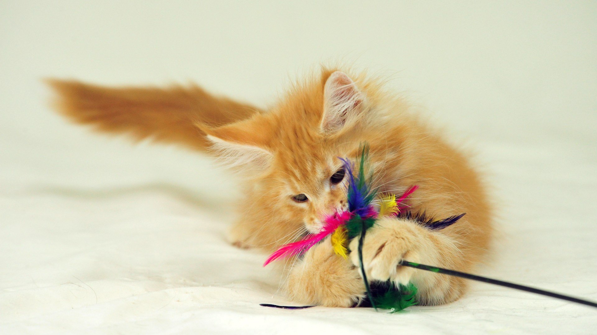 chat jouet joue