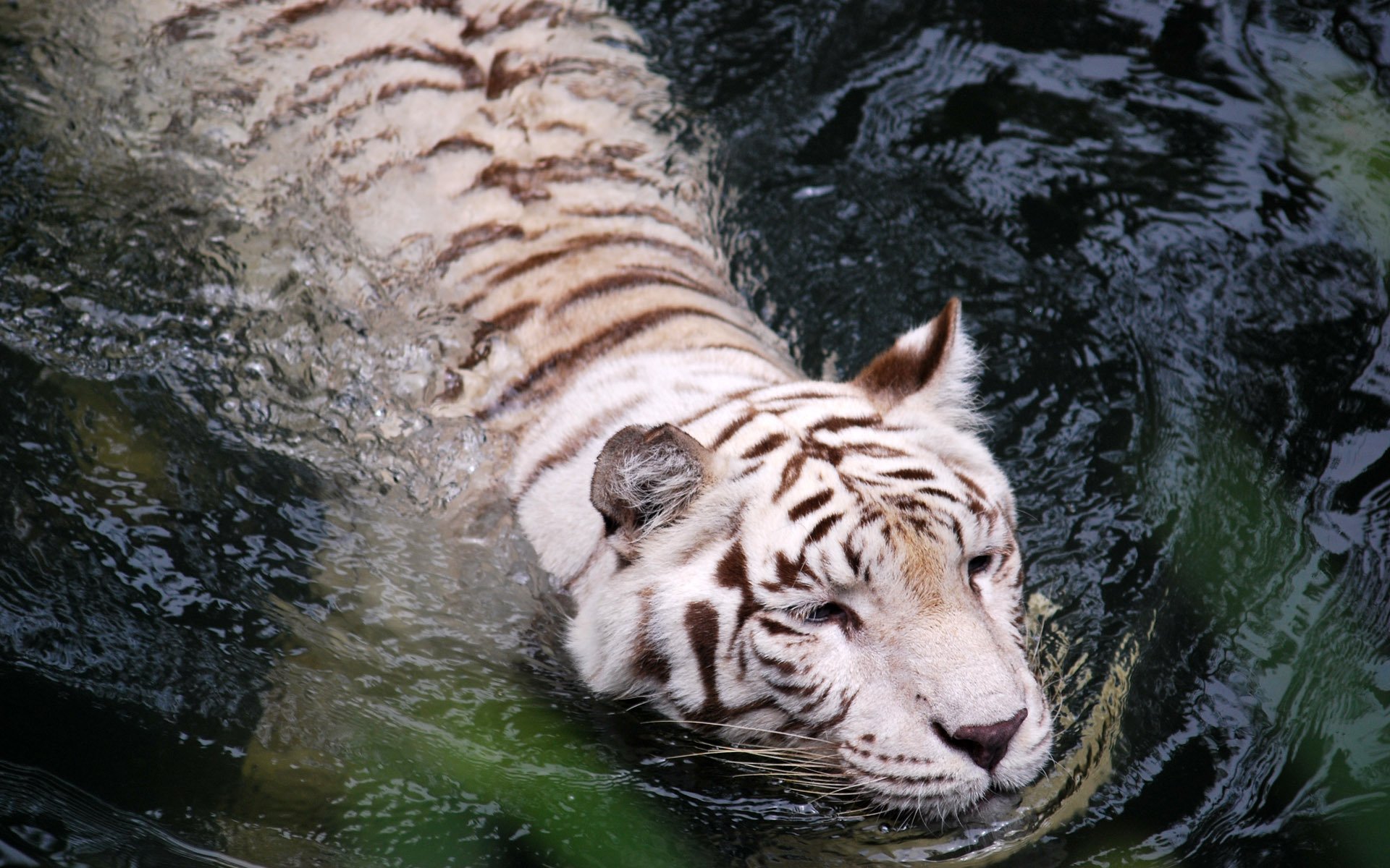 tigre eau blanc