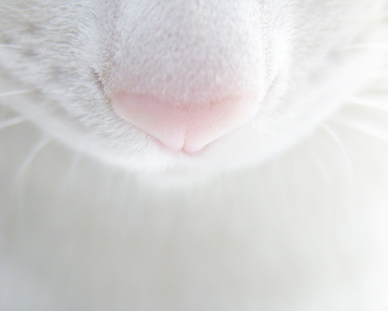 chat nez moustache