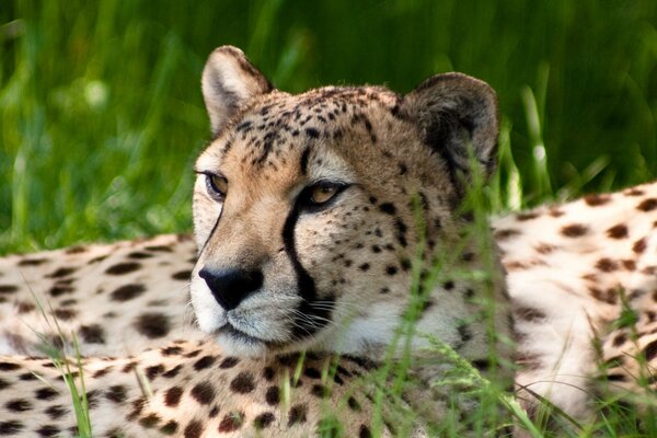 Adulte guépard profiter du soleil dans l herbe verte