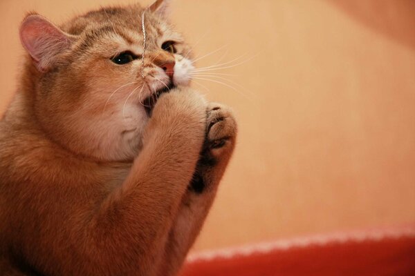 Drôle Rousse chat joue avec ses pattes