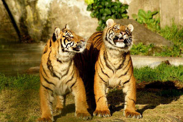 Deux tigres heureux jouent sur l herbe