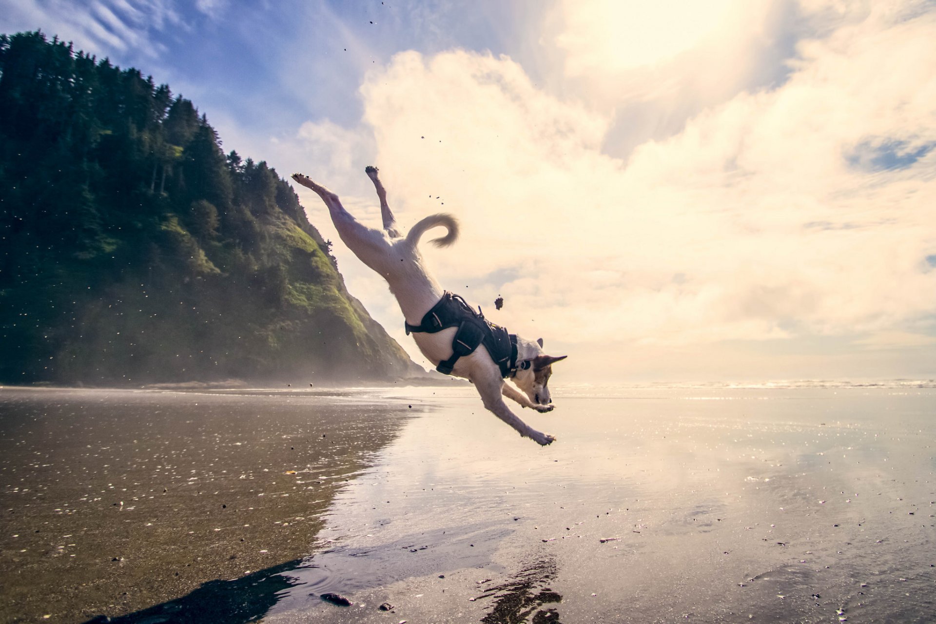 chien saut mer eau