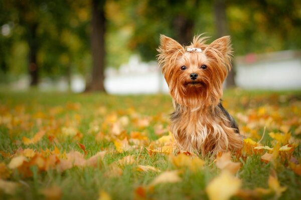 York mignon sur l herbe avec des feuilles d automne