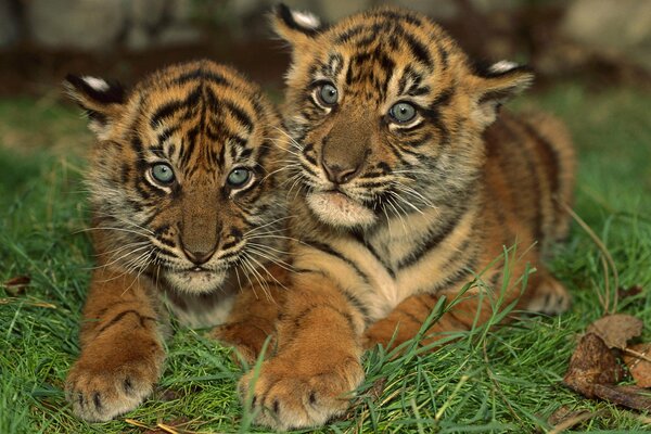 Petits tigres assis dans un câlin
