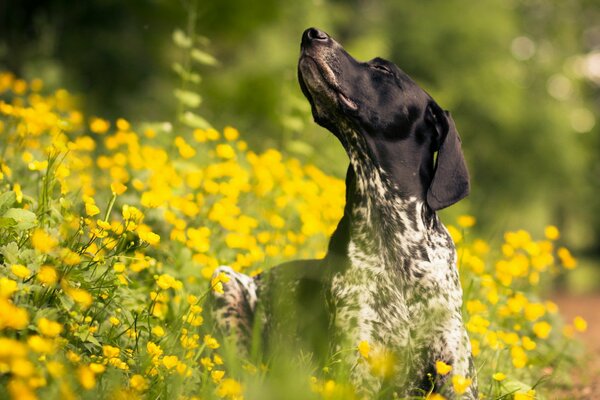 Le chien est un délice. Une promenade envoûtante