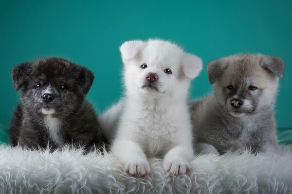 Petits chiots comme des oursons