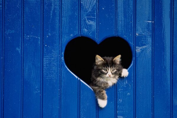 Petit chaton dans la porte bleue