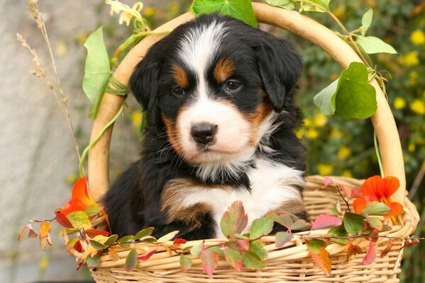 Chiot dans un panier avec des feuilles. beau berger bernois