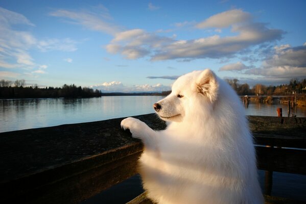 Observateur de la surface de l eau de la rivière chien