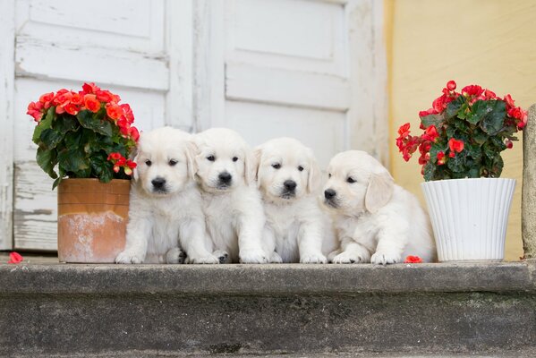 Quatre chiots sur le porche avec des fleurs