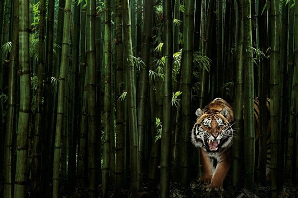 Tigre en bambou vert