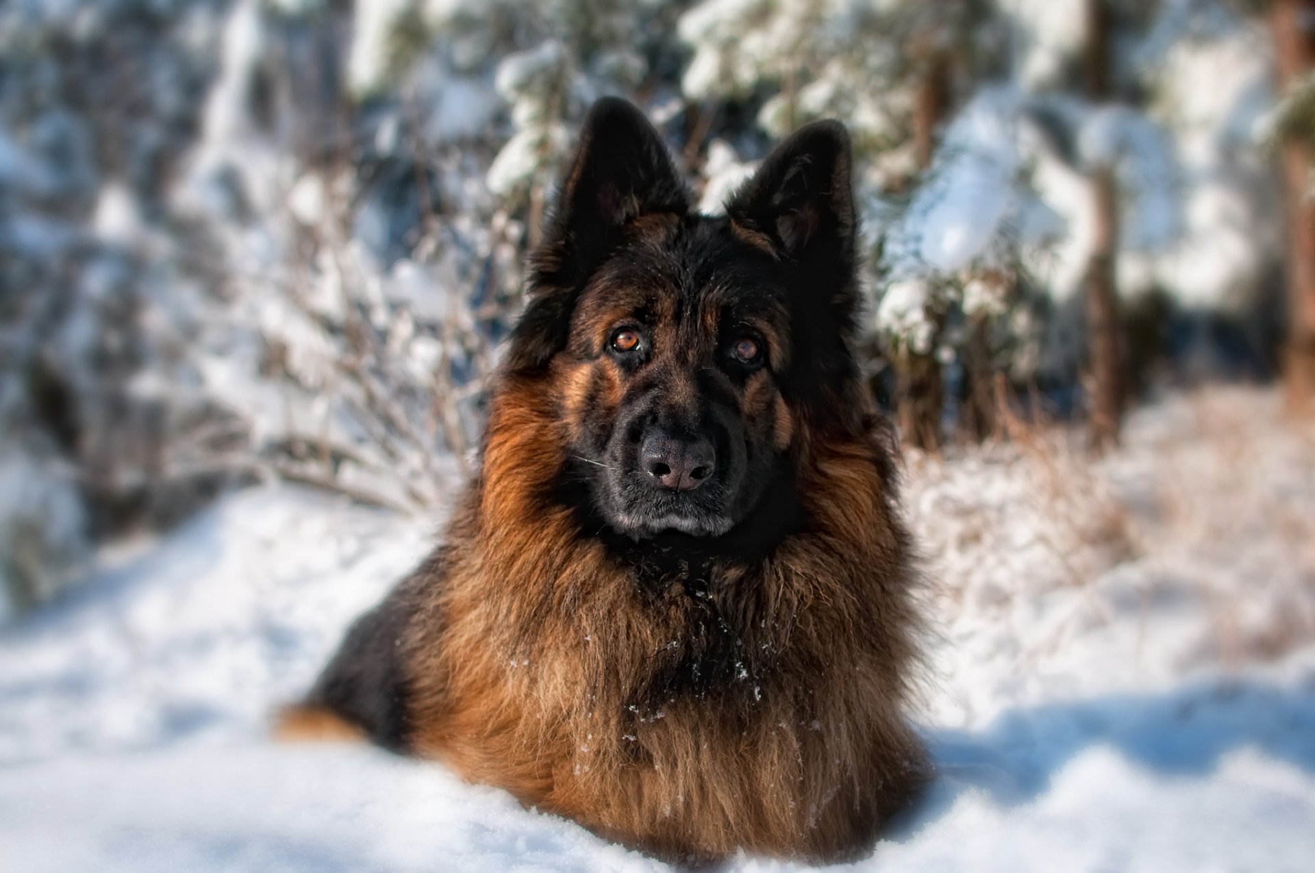 berger allemand chien vue forêt