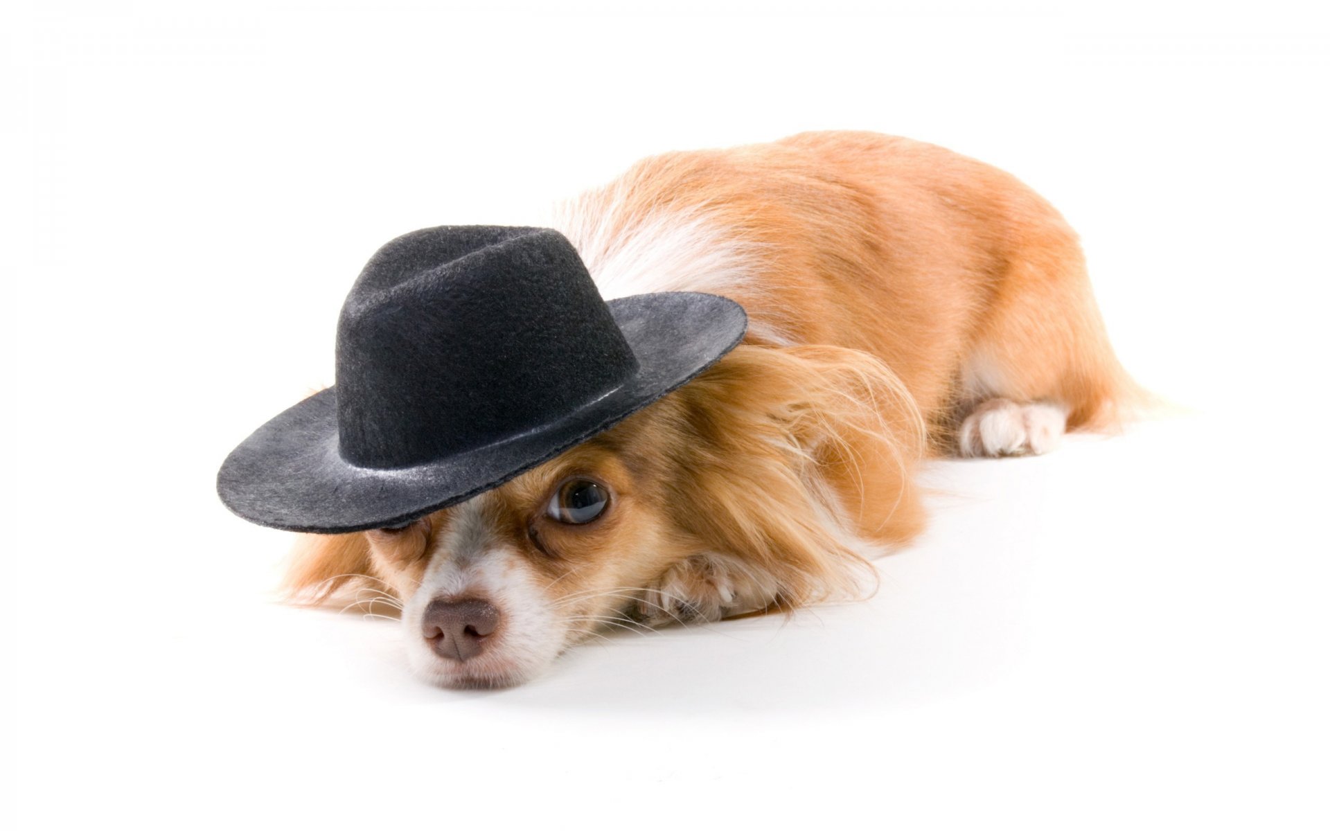 chien rousse chapeau fond blanc