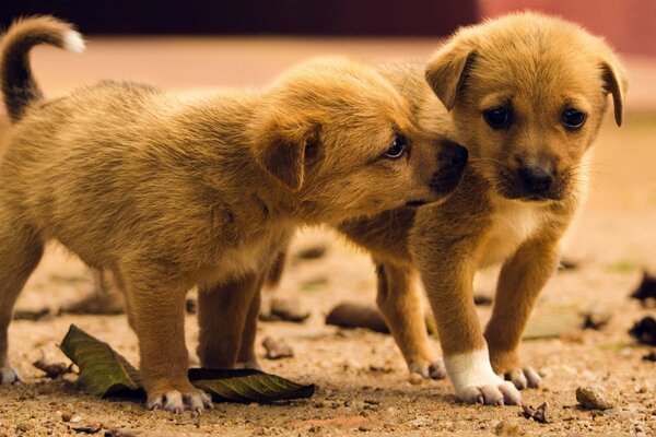 Deux chiots identiques