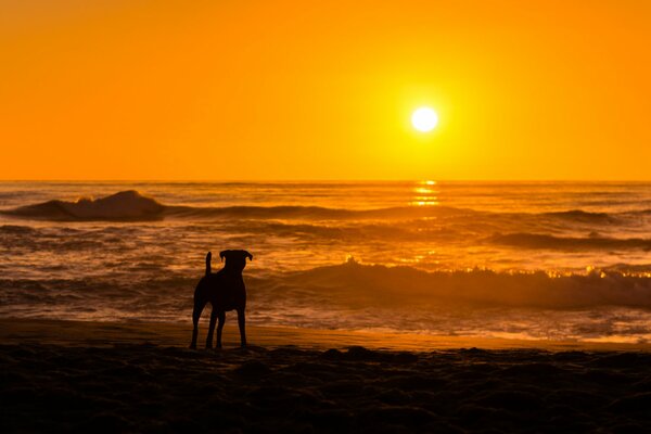 Beau coucher de soleil au bord de la mer avec un chien
