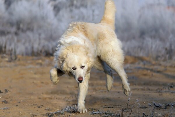 Le chien se précipite vers son maître