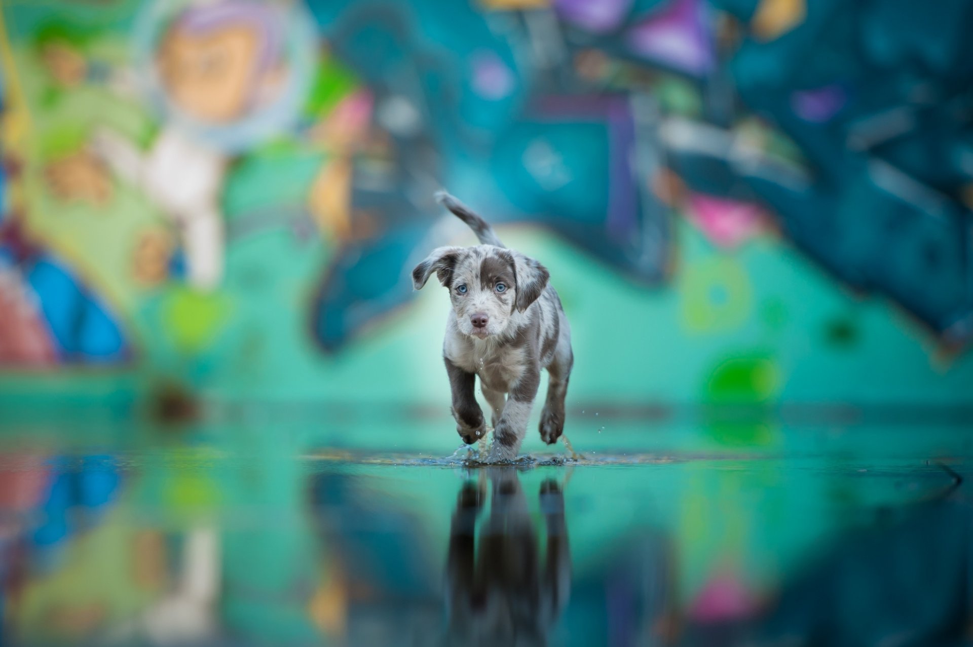 chiot chien ami couleur eau