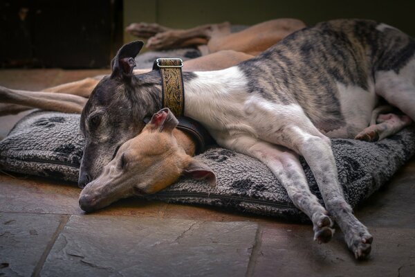 Les amis du chien se reposent sur la litière