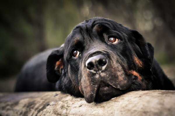Rottweiler museau avec triste glpz