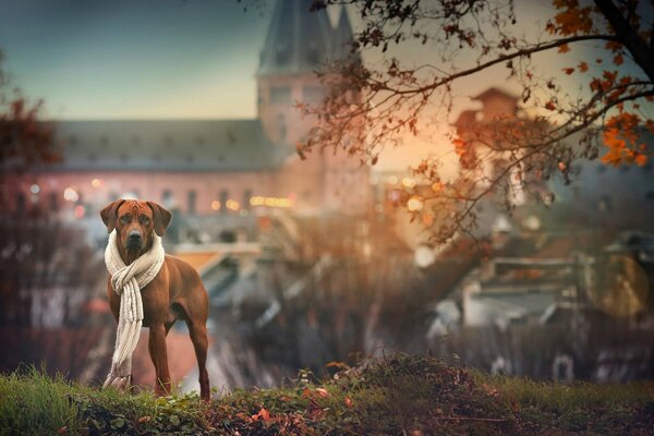 Chien avec écharpe blanche en automne